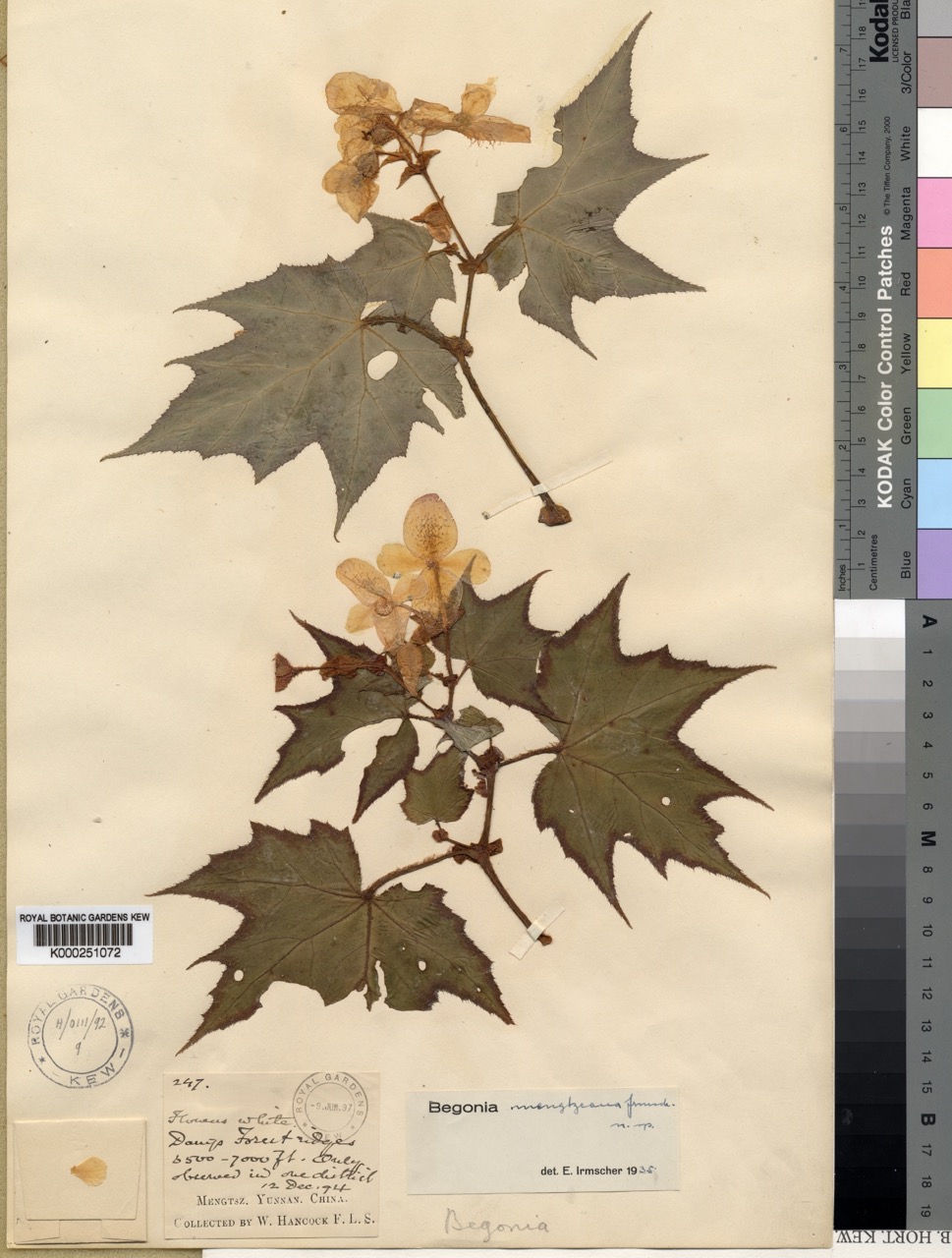 B. mengtzeana